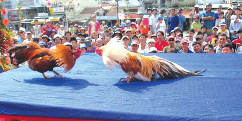 Kỹ năng đá của chiến kê có vảy gà tứ quý