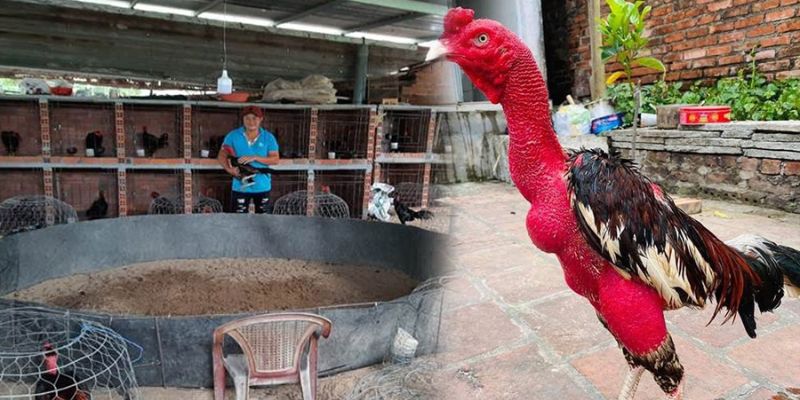 Kỹ thuật chăm sóc thần kê có vảy gà tứ quý